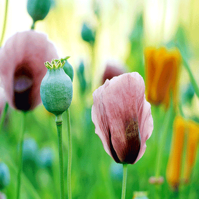 Sommerwiese