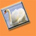 Schwan