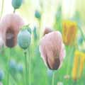 Sommerwiese